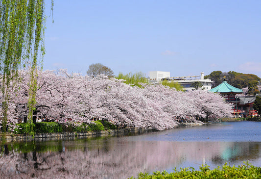 ポストカード 日本風景「満開の桜」105×150mm カラー写真 観光内 名所 郵便はがき